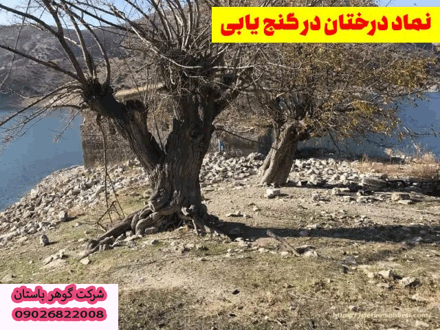 چه درختانی نشانه گنج هستند
