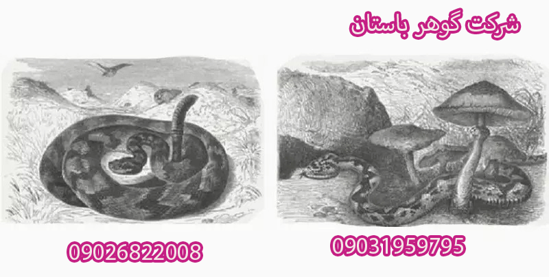 چرا مار روی گنج میخوابد​