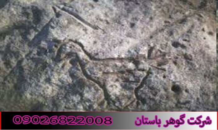 تفسیر نماد اردک یا غاز در دفینه یابی